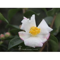 Camellia x sasanqua 'Yoimachi'