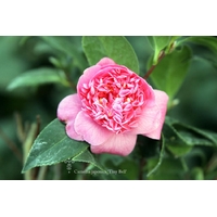 Camellia japonica 'Tiny Bell'