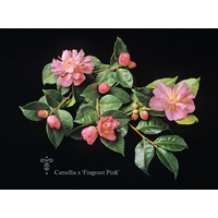 Camellia x 'Fragrant Pink'