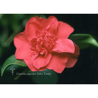 Camellia japonica 'John Tooby'