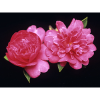 Camellia hiemalis PARADISE® 'Caroline'