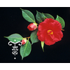 Camellia japonica 'Grand Slam'