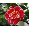 Camellia japonica 'Tama Beauty'