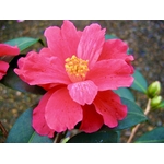 Camellia x 'Freedom Bell'