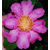camellia-anna-dzofka-thoby-gaujacq-1577