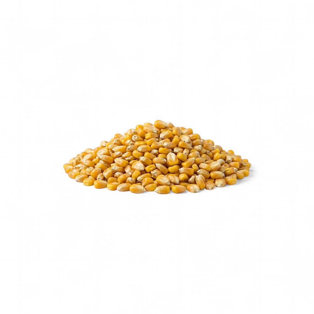grain-mais-entier-orchies