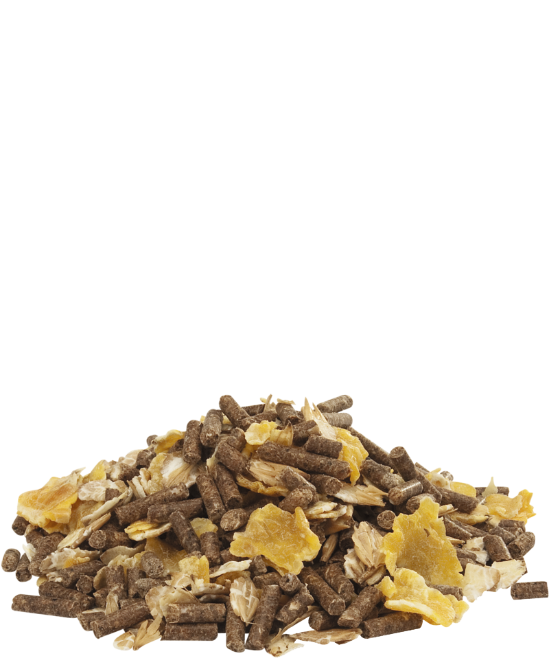 alimentation mouton orchies