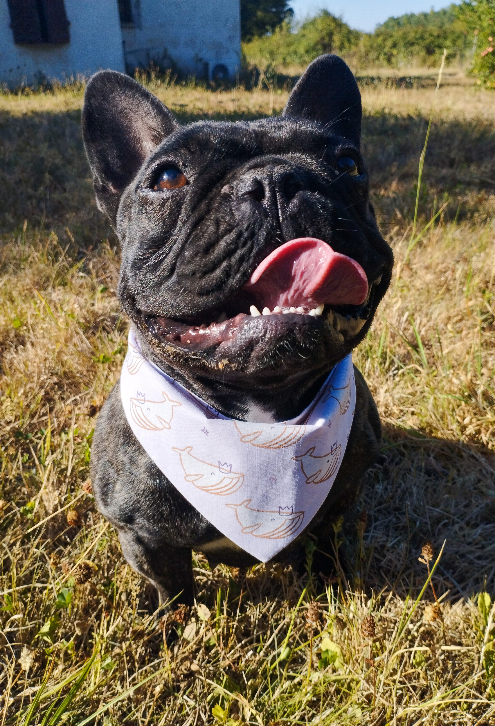 bandana pour chien