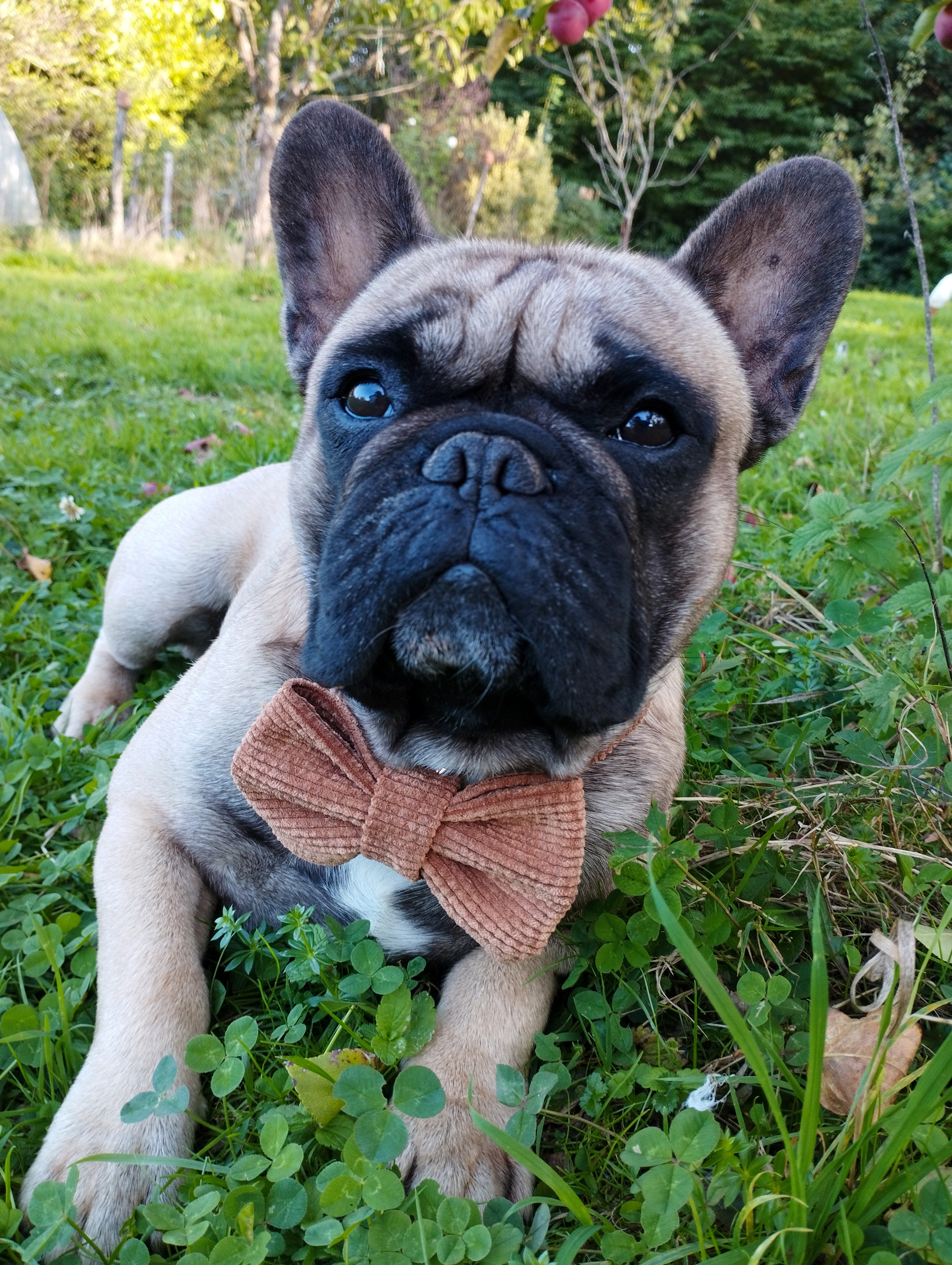 collier pour chien