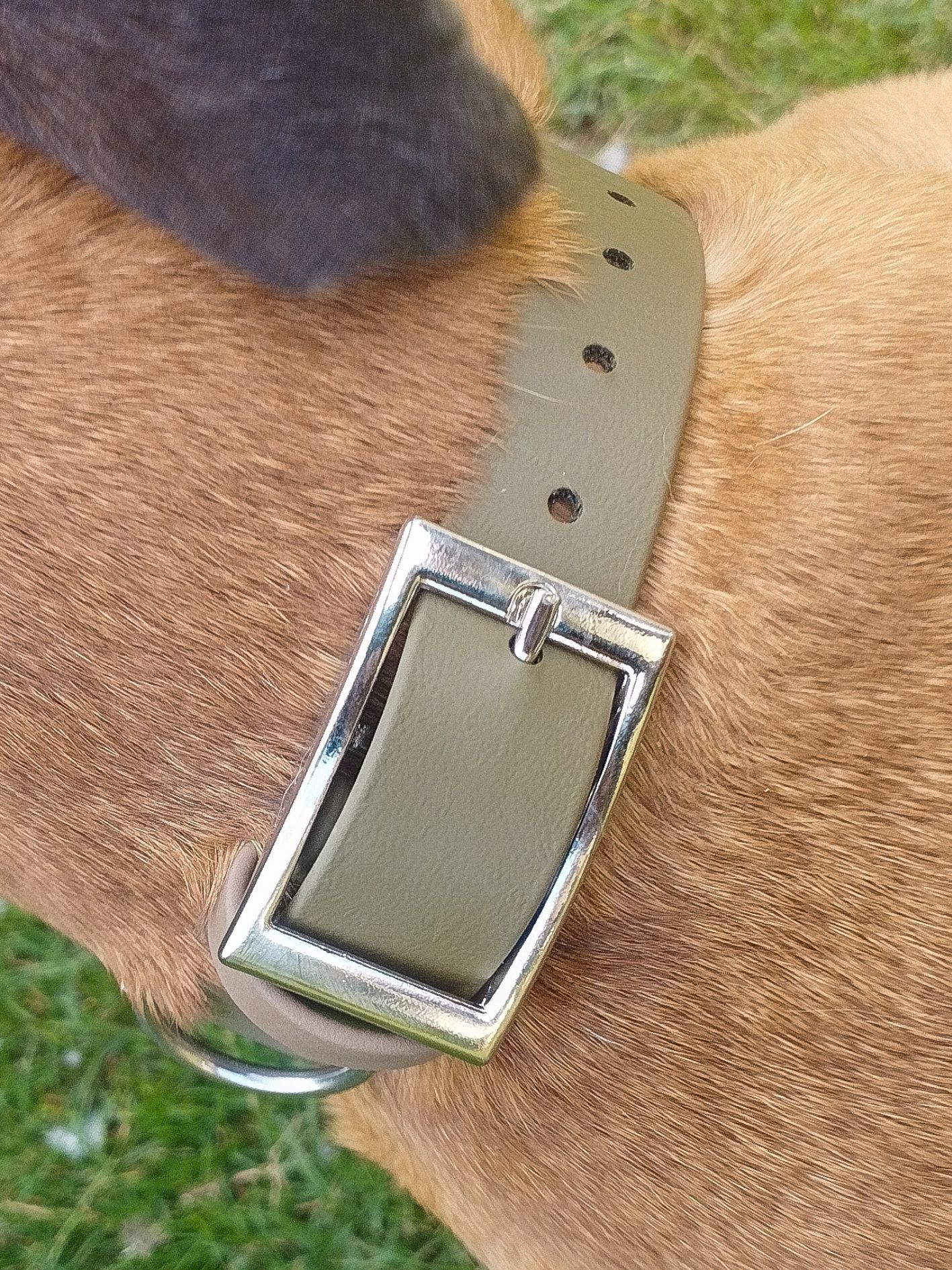 COLLIER CHIEN OLIVE