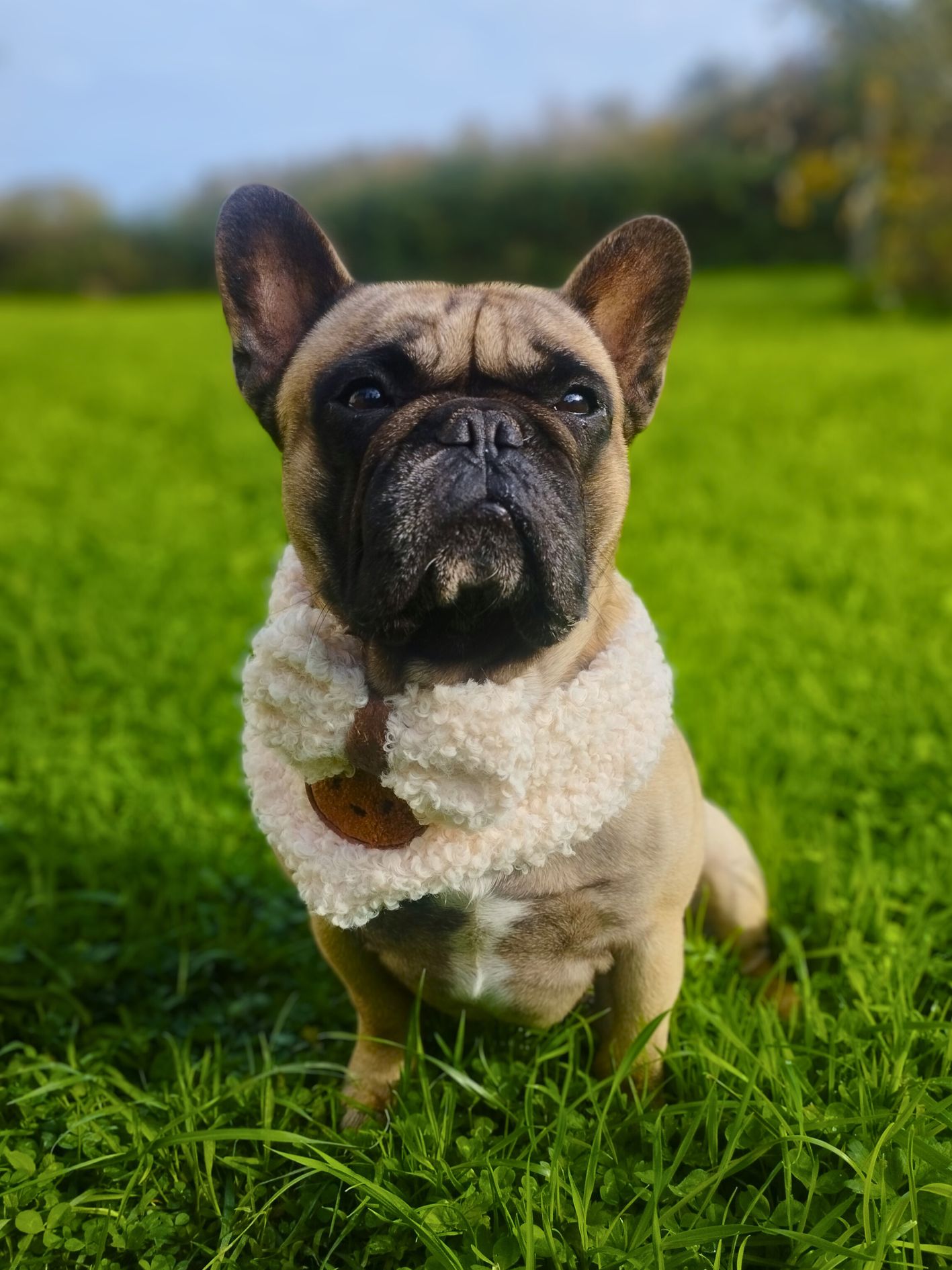 bandana pour chien teddy