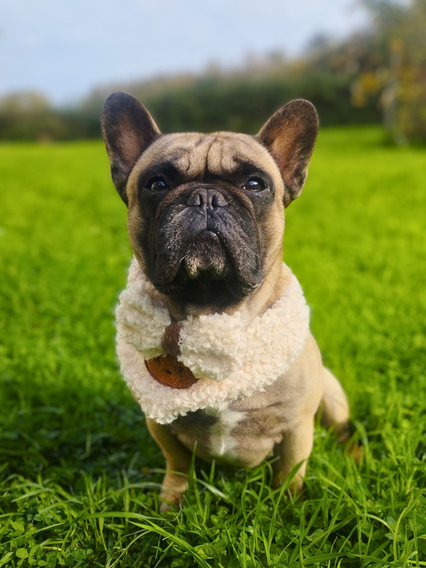 noeud papillon pour chien