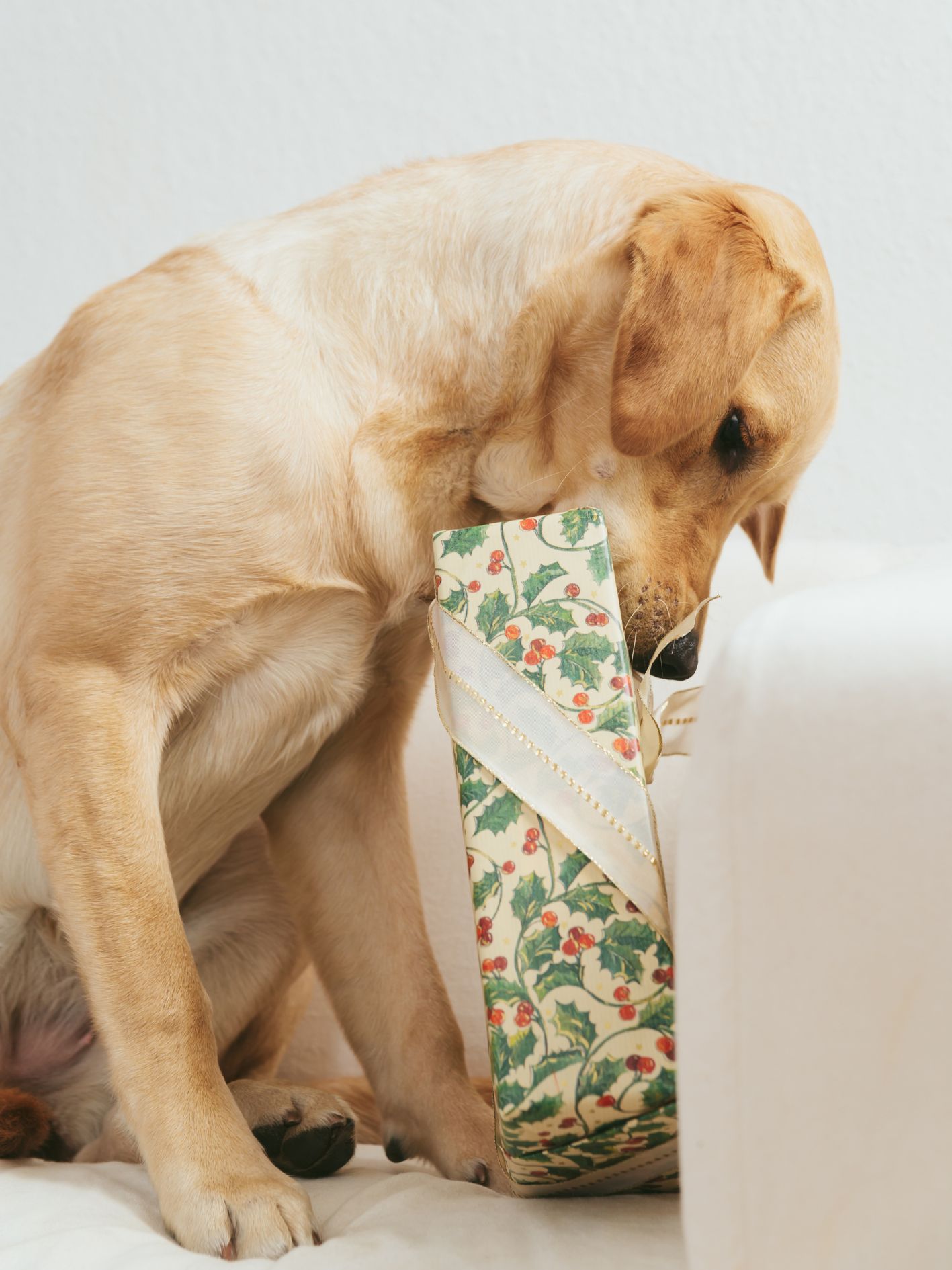 cadeau de noel pour chien