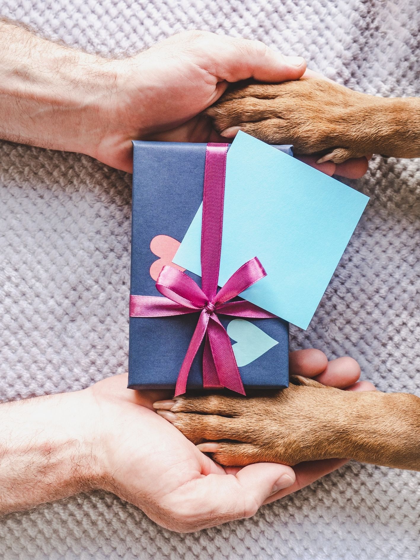Coffret cadeau de noël pour chien : Le coffret coloré STYLIDOG rempli de surprise