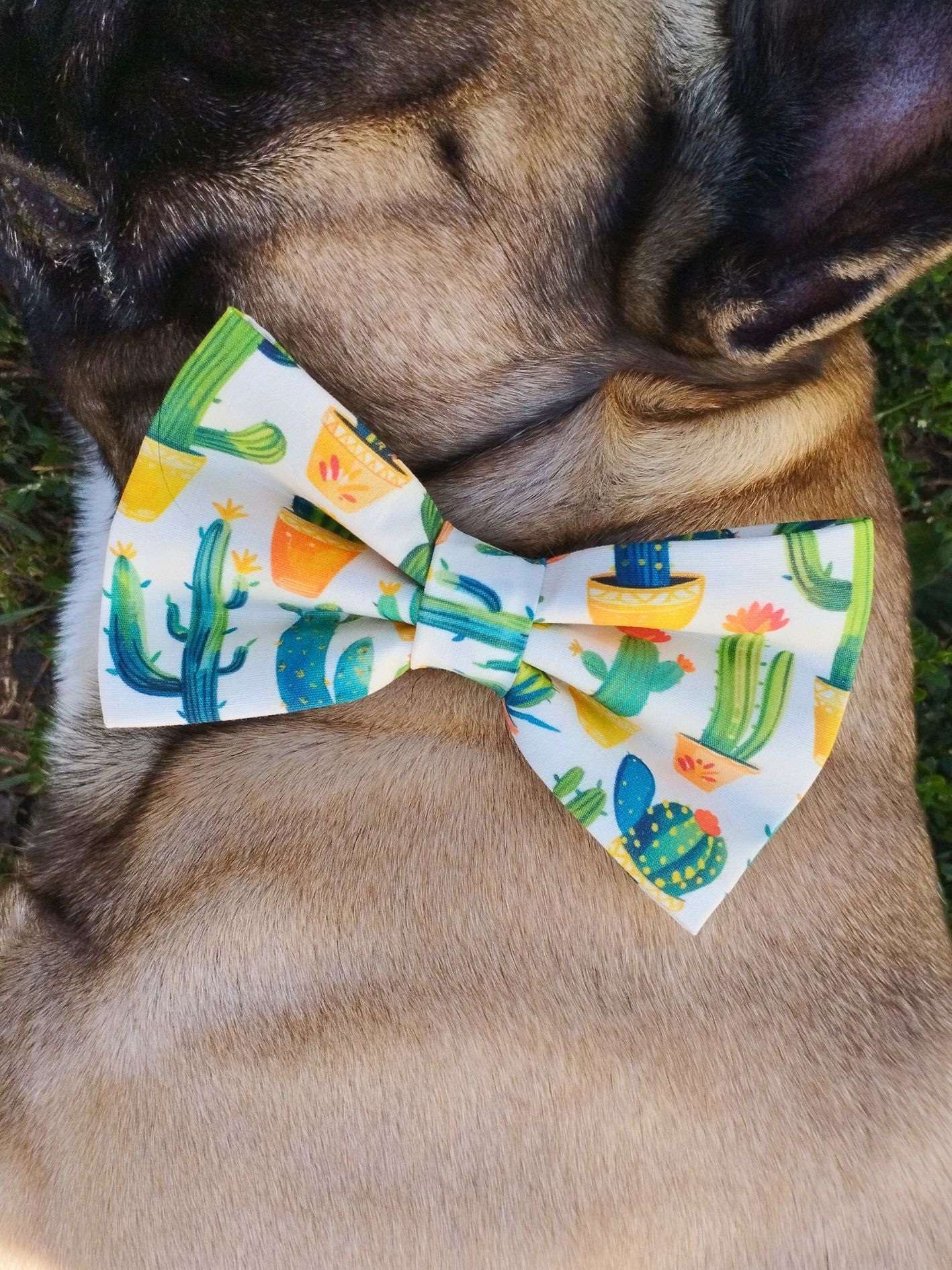 noeud papillon chien cactus