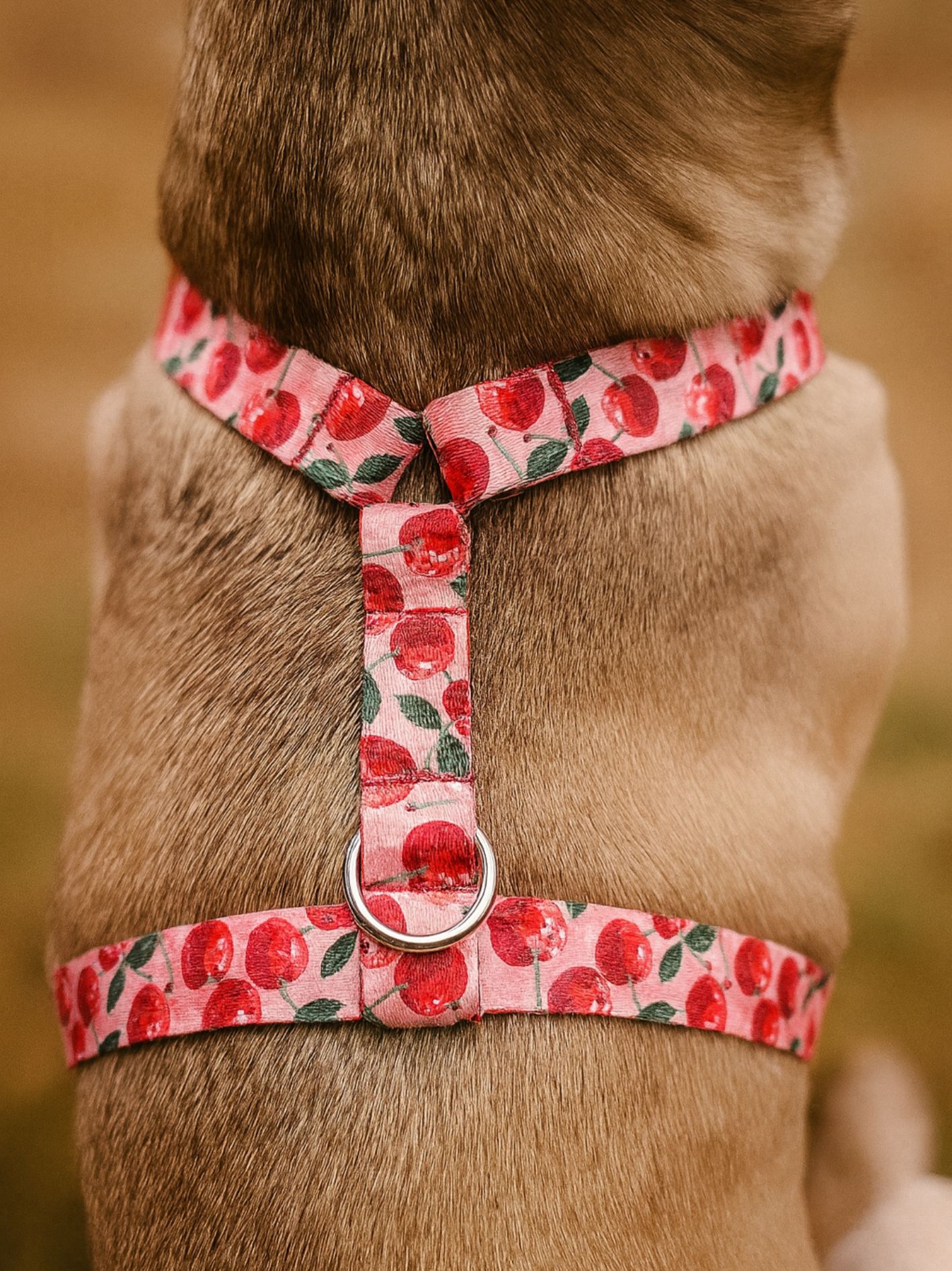 Harnais pour chien motif cerise disco Stylidog