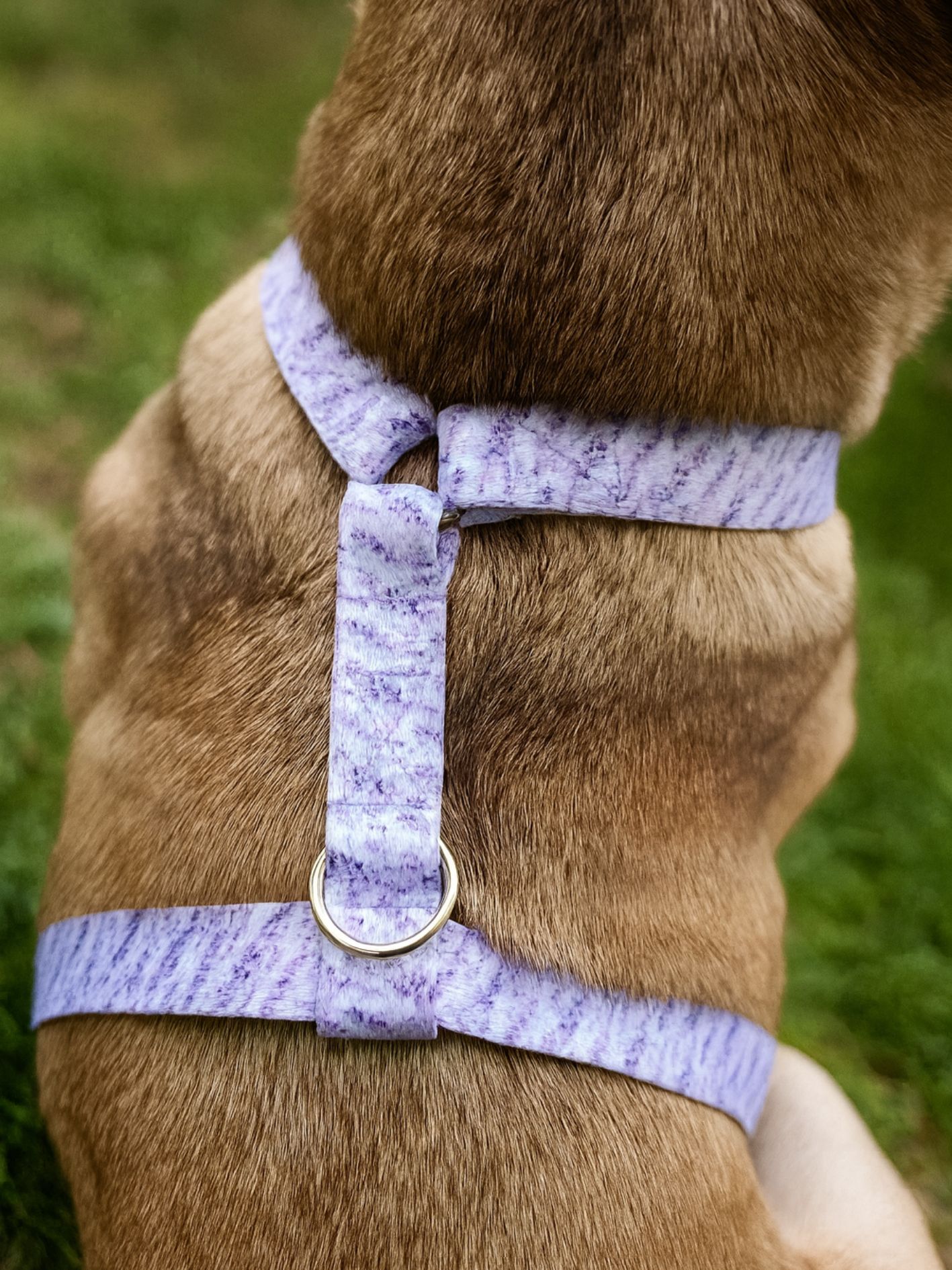 Harnais pour chien motif Lavande Styidog