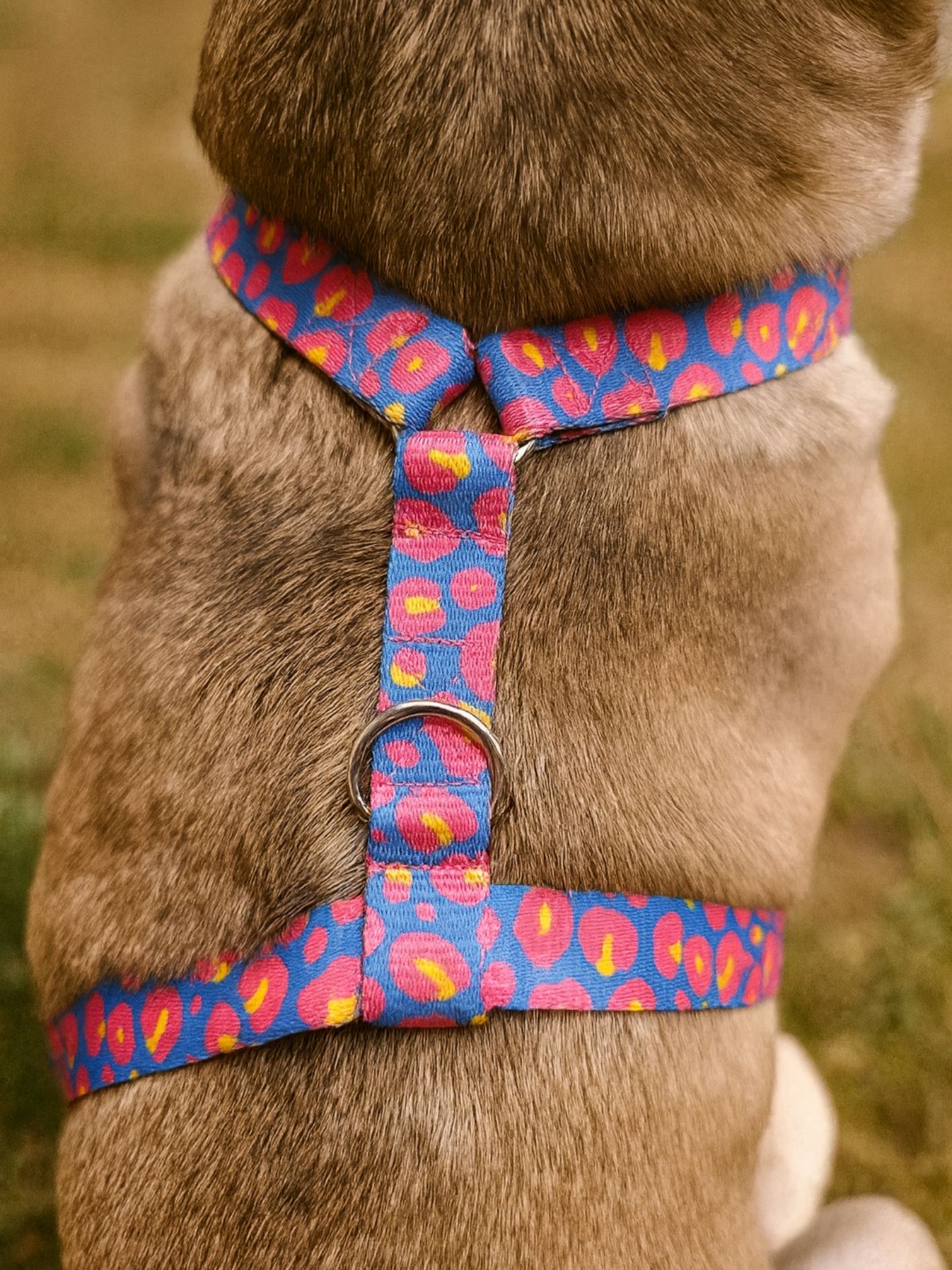 Harnais pour chien léopard Stylidog