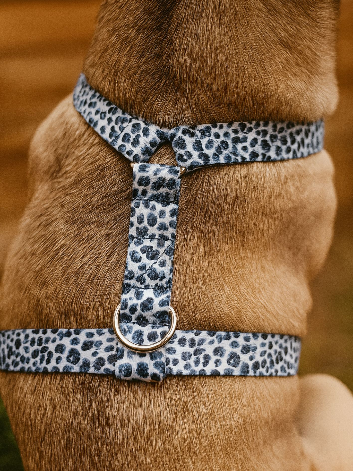 Harnais pour chien noir et blanc Stylidog