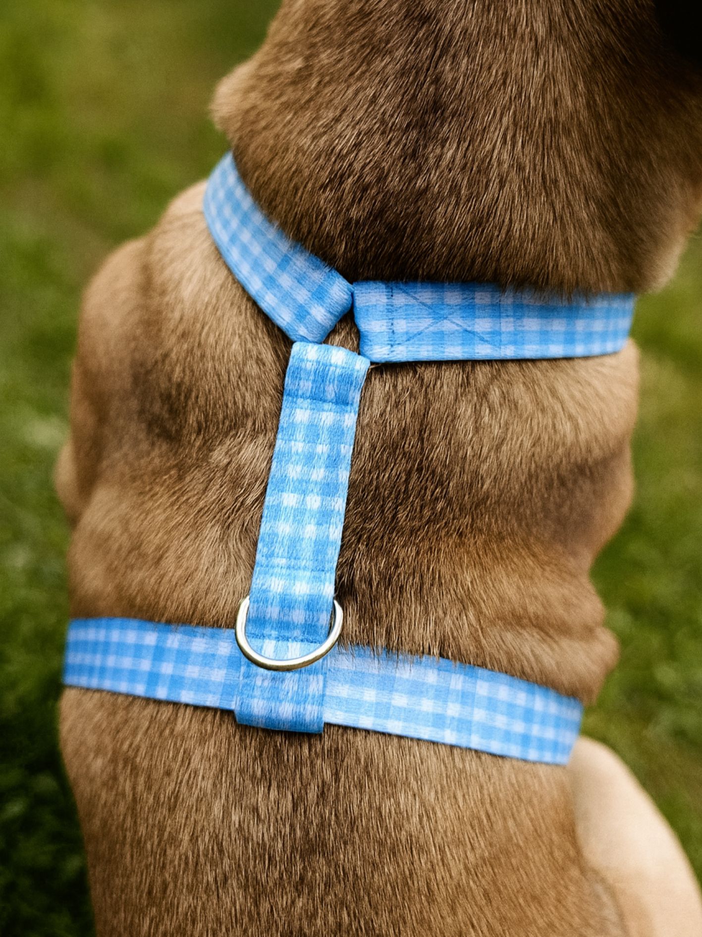 Harnais pour chien motif à carreau bleu Stylidog