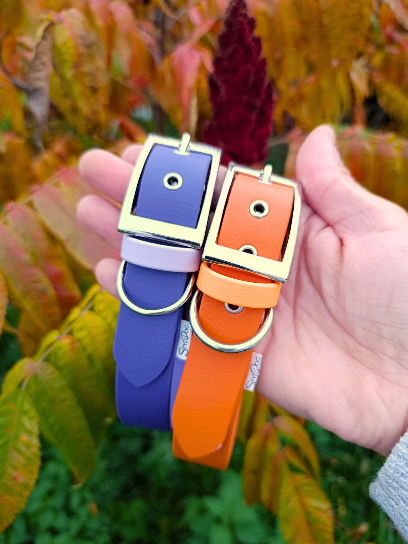 collier biothane pour chien
