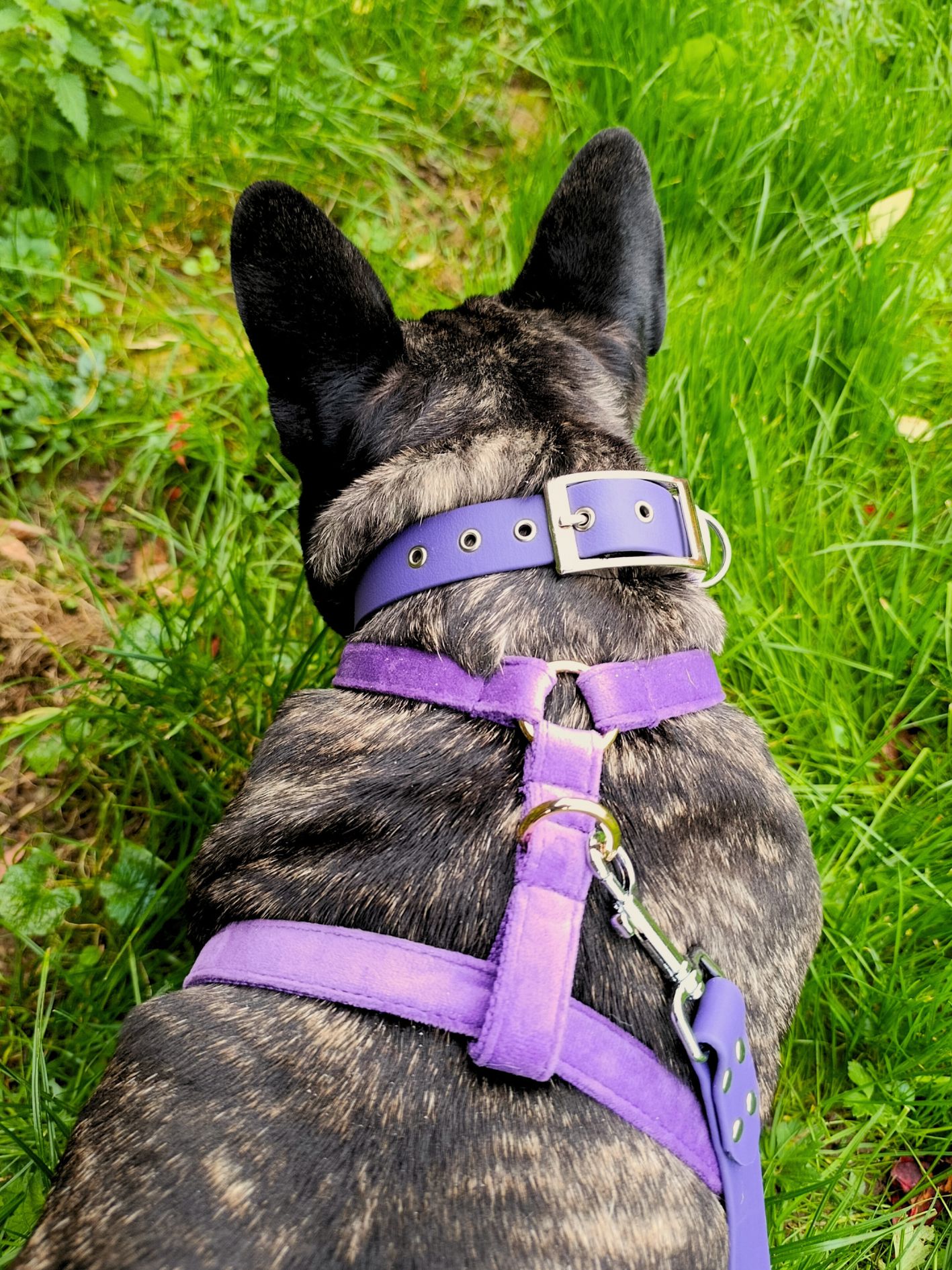 collier biothane pour chien