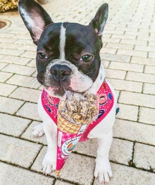 Friandise chien 6