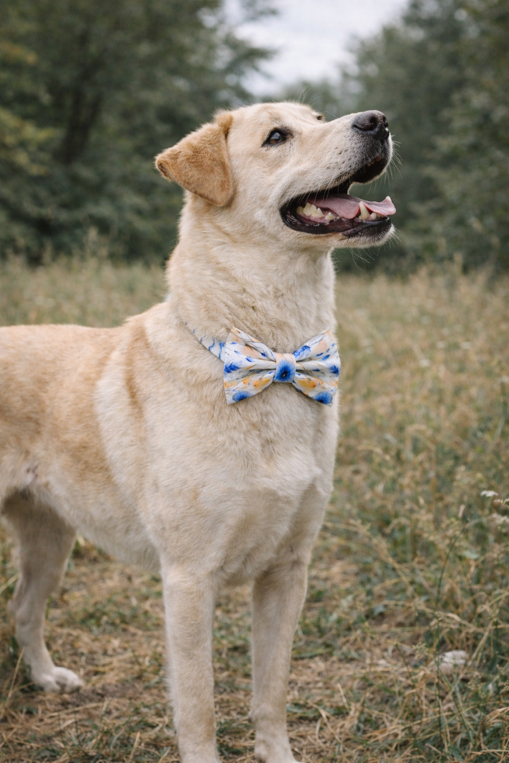 noeud stylidog