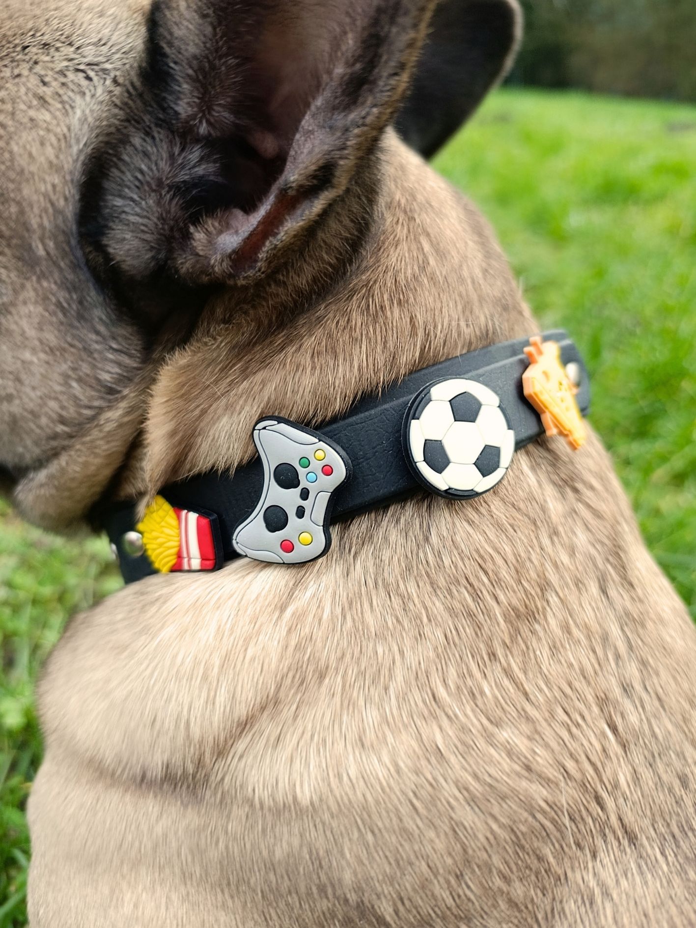 collier à pins pour chien Stylidog