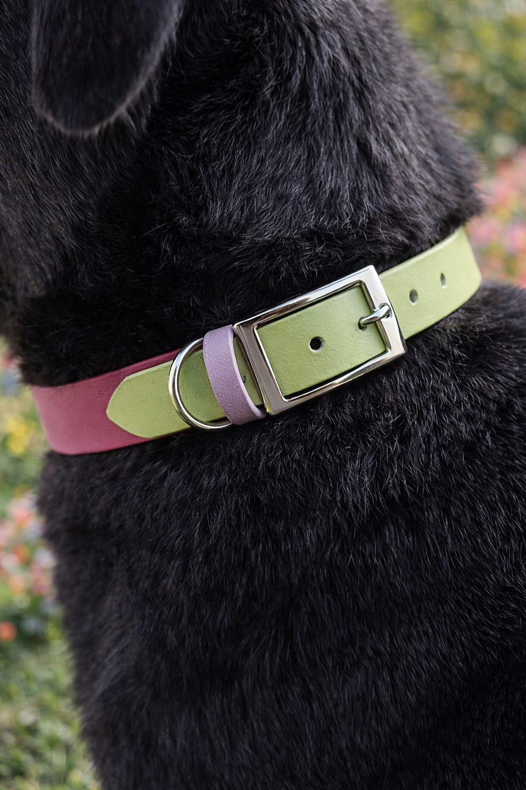collier pour chien personnalisé stylidog