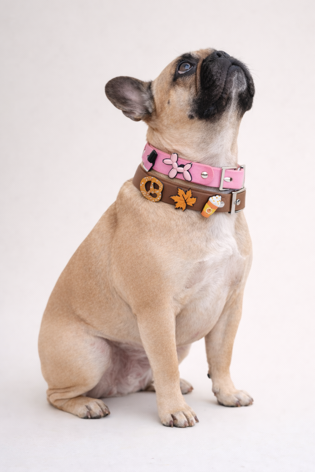 collier pour chien personnalisé stylidog