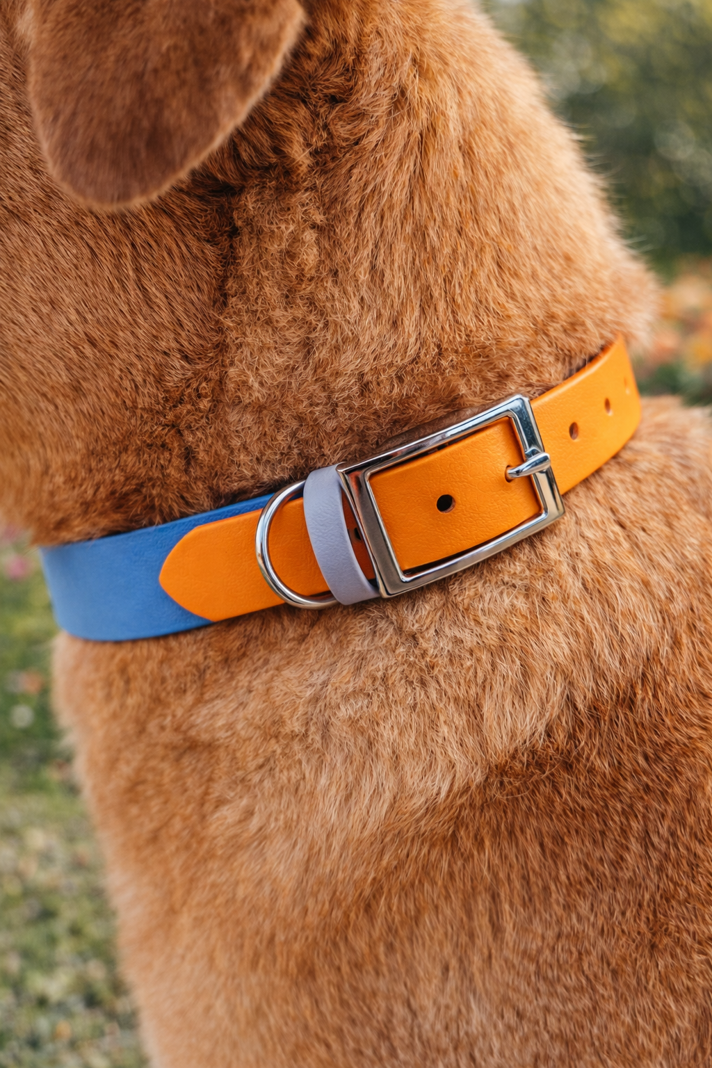 collier pour chien personnalisé stylidog