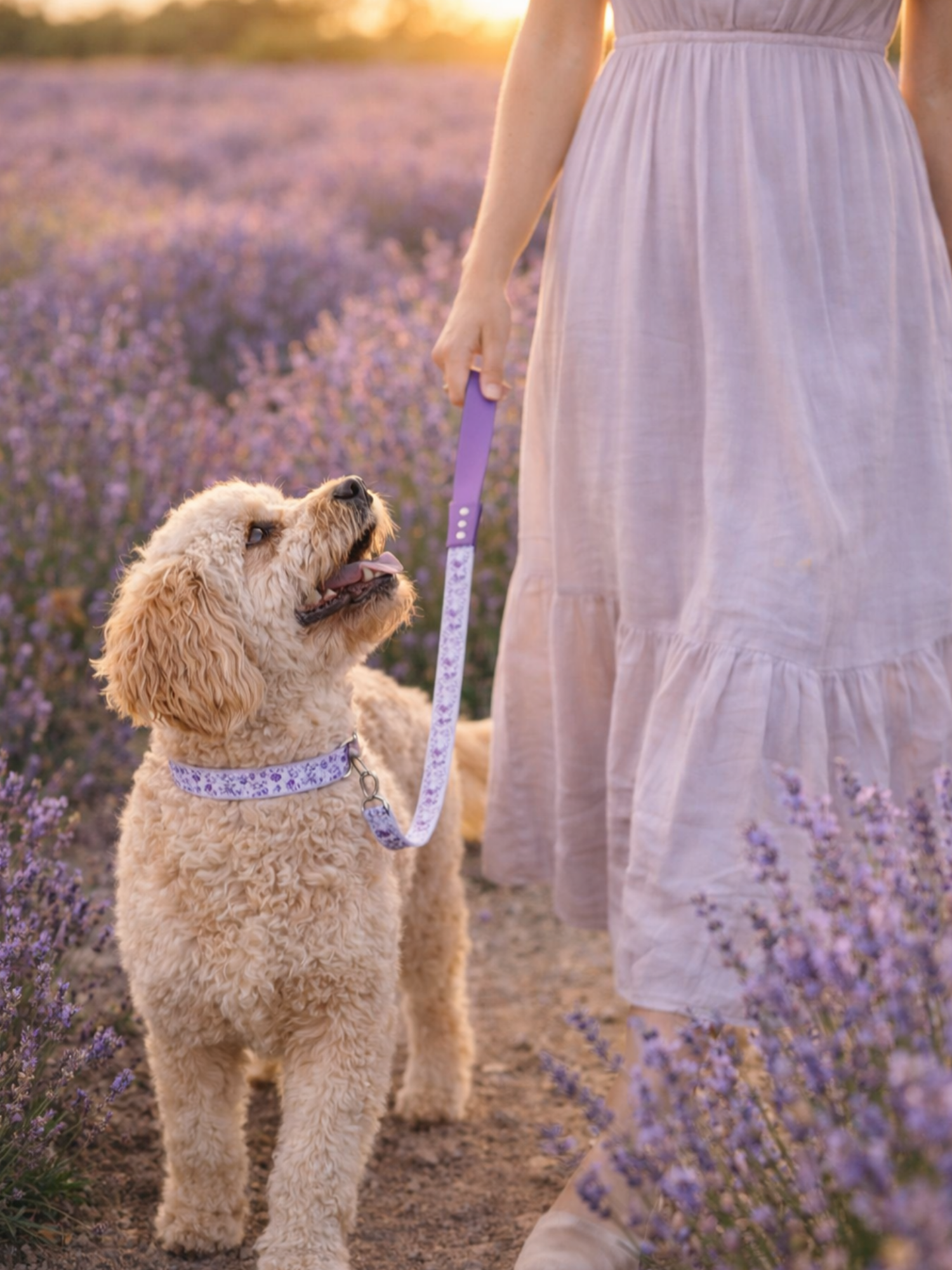 Laisse pour chien stylidog (8)