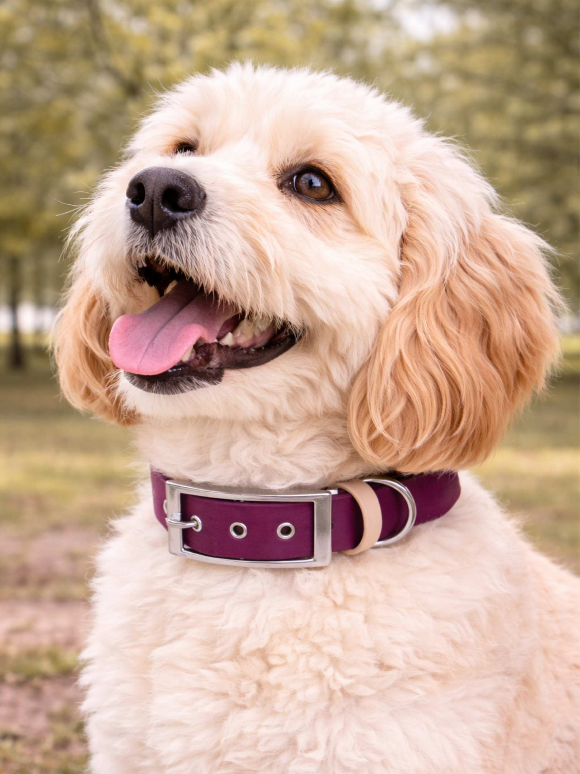 Collier biothane Etsy stylidog_20260331_170447_0058