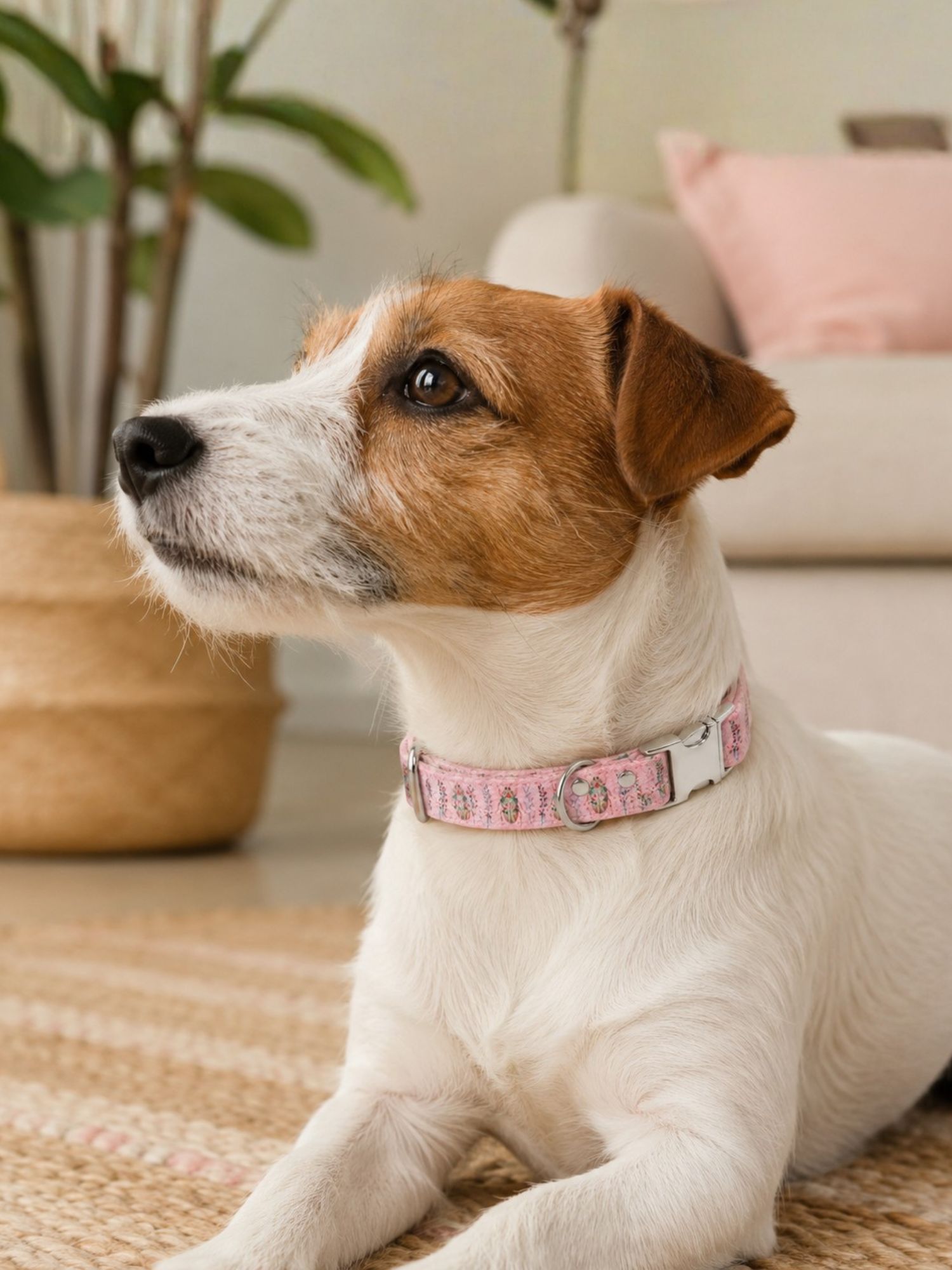 collier pour chien stylidog