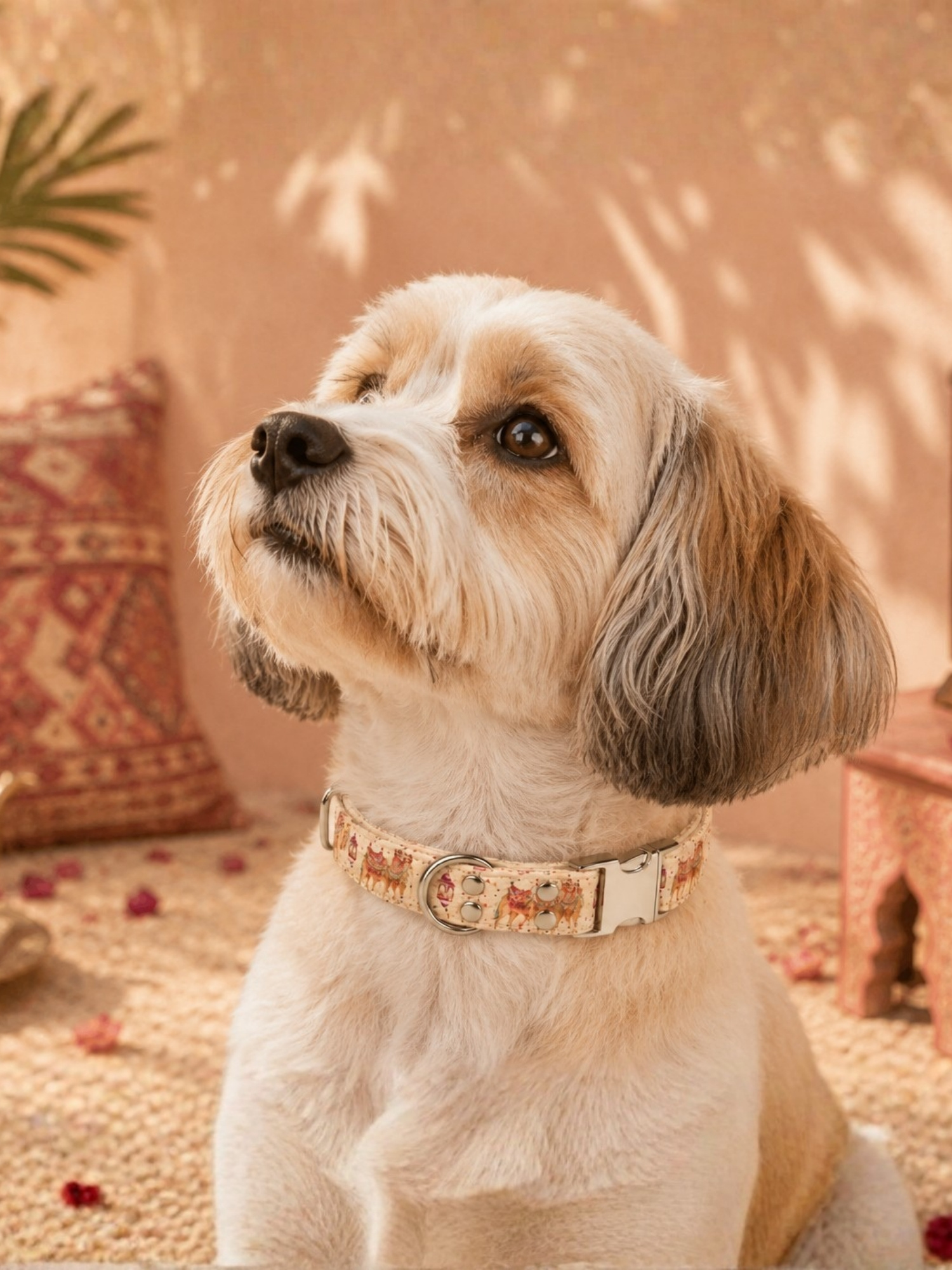 collier pour chien stylidog
