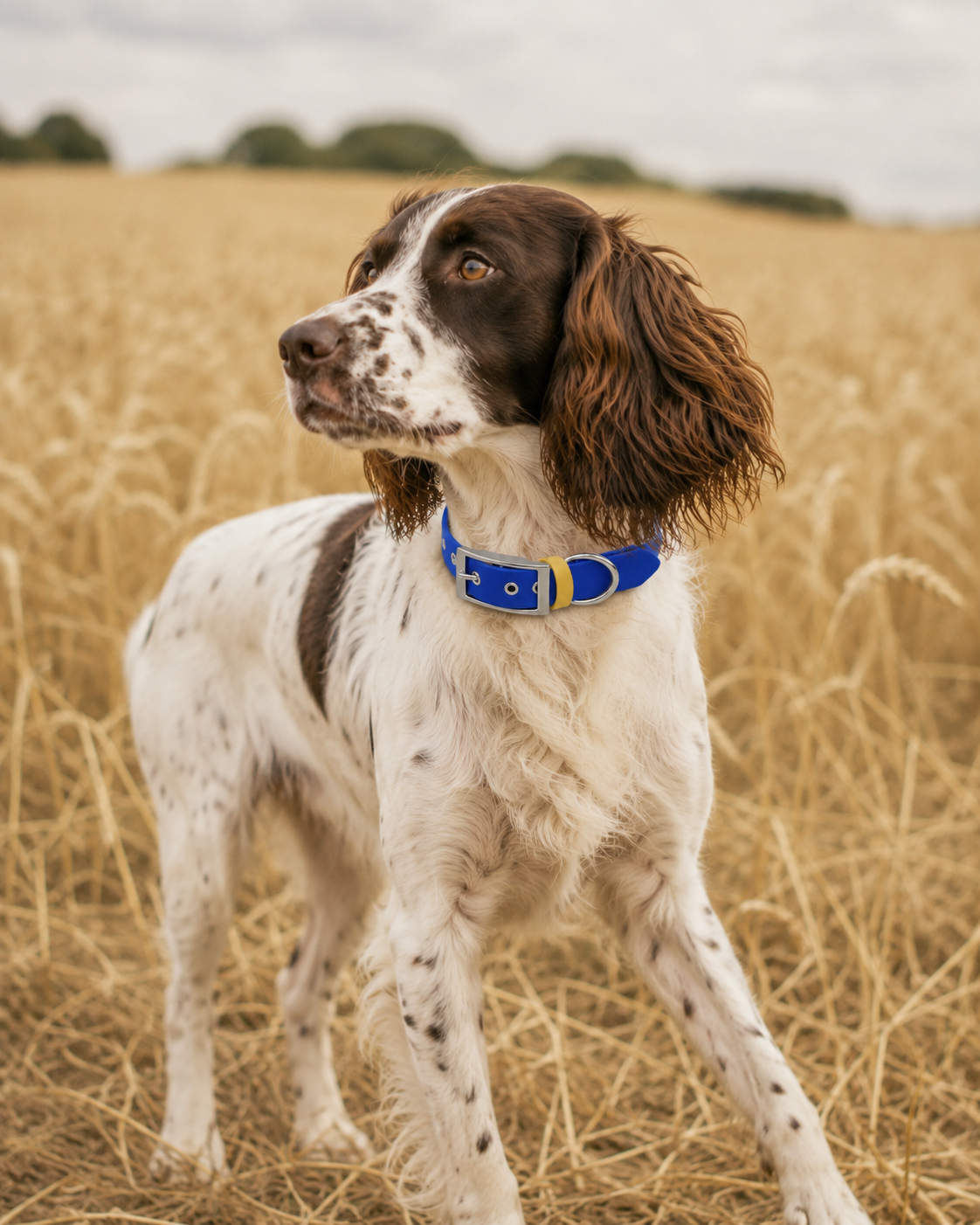 ENSEMBLE BIOTHANE CHIEN STYLIDOG