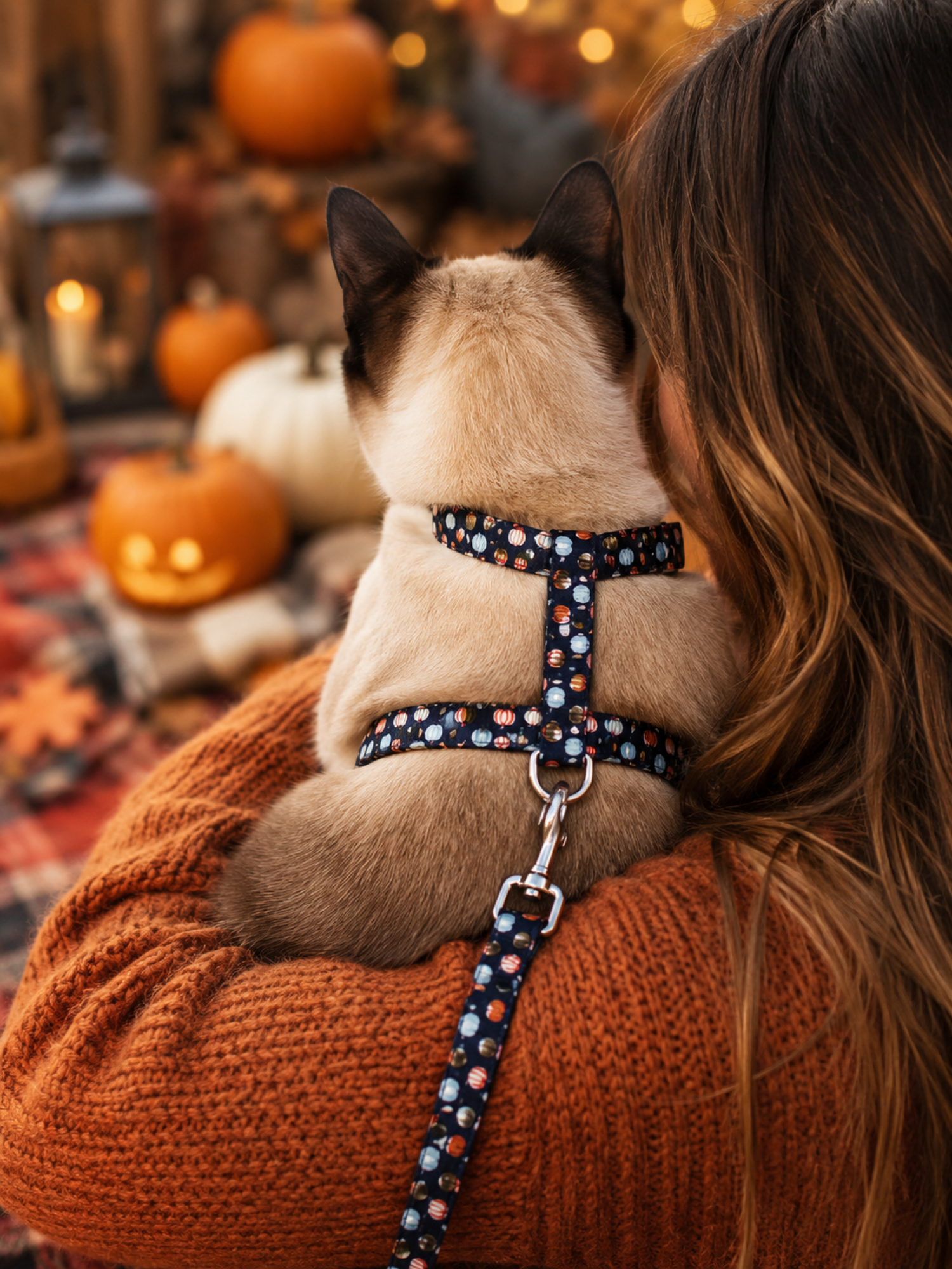 stylicat accessoire pour chat