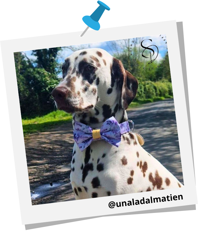 unaladalmatien