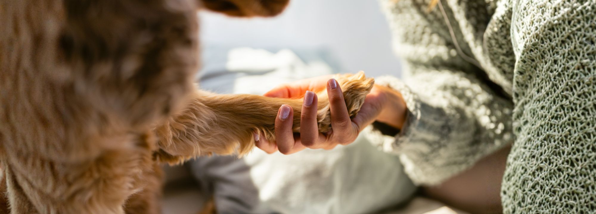lien humain et chien 1