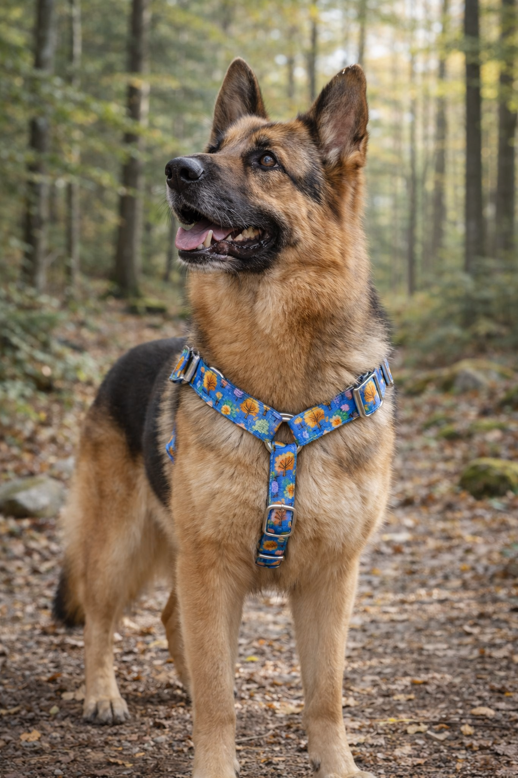 Collection Forest - Stylidog