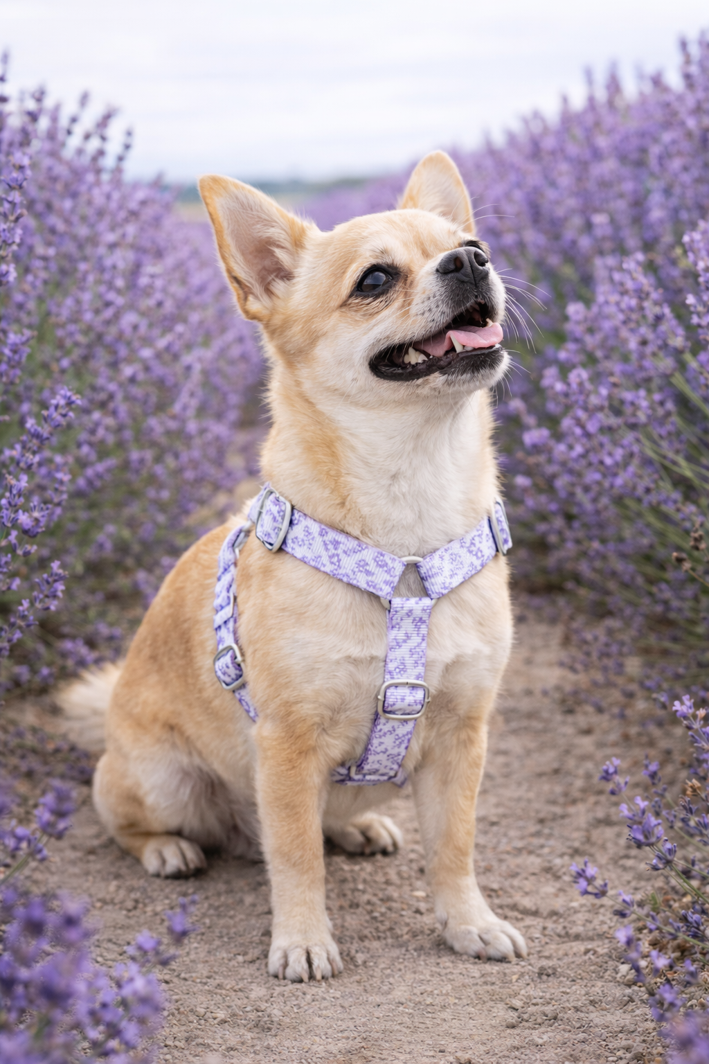 Collection Lavandilla - Stylidog