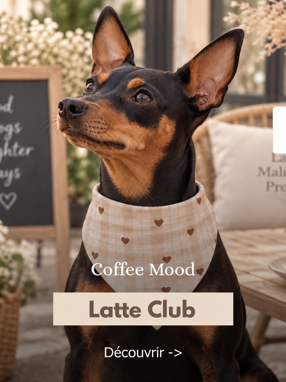 Collection Latte Club StyliDog : chien au bandana beige et petits cœurs