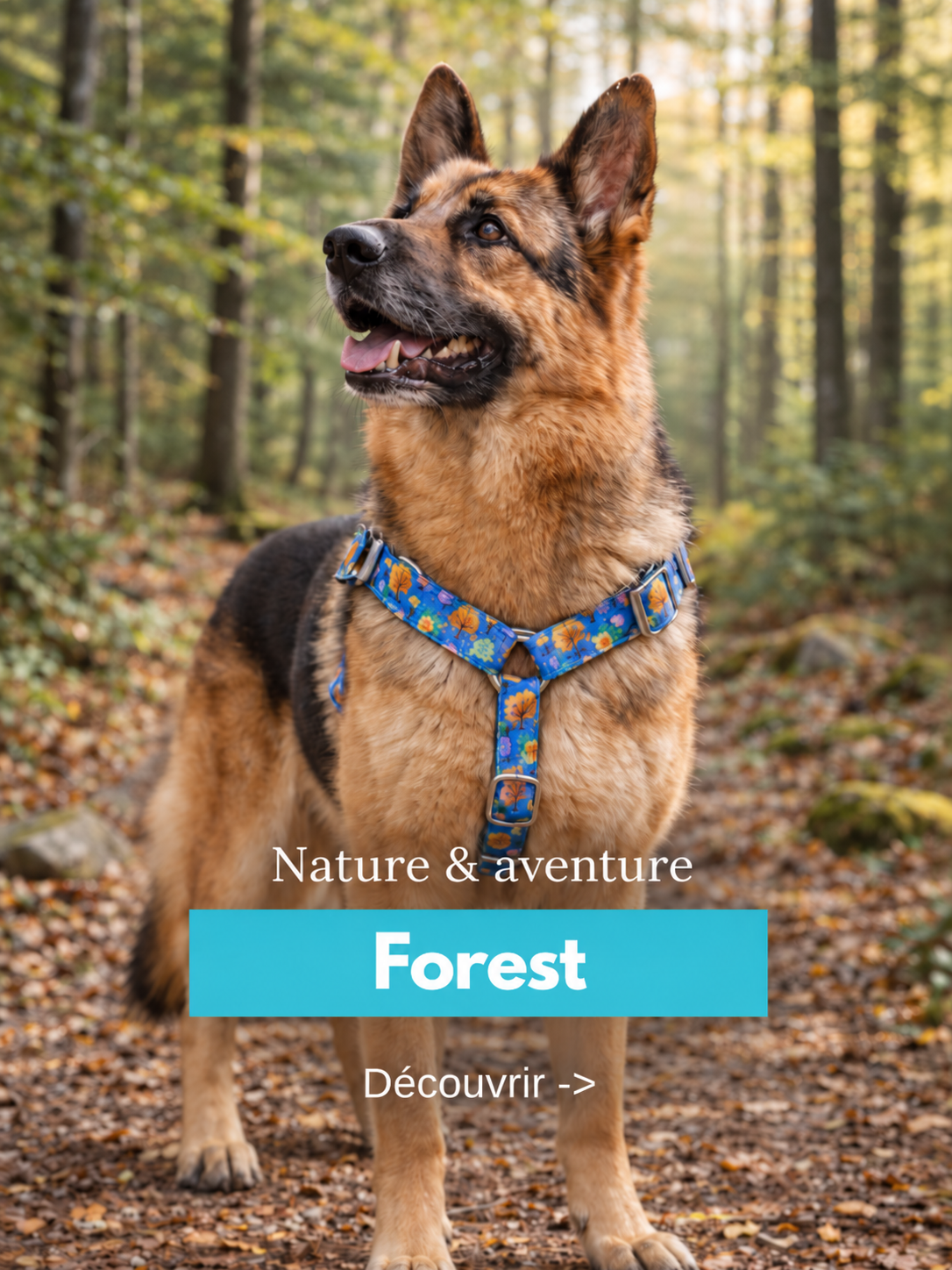 Collection Forest StyliDog : berger allemand en forêt et bandeau bleu lagon