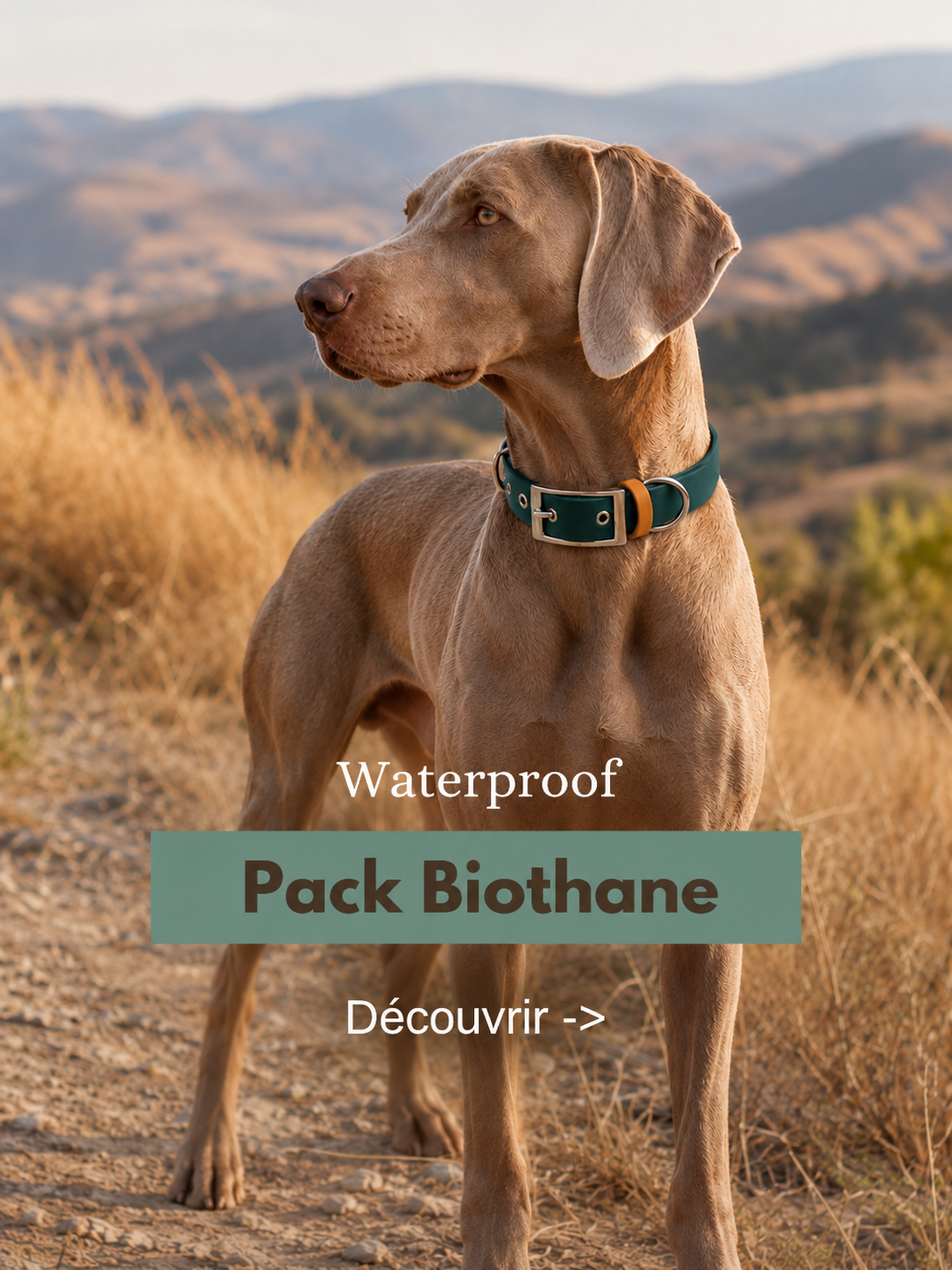 Pack Biothane StyliDog waterproof : chien au collier vert en balade