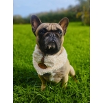 bandana pour chien teddy