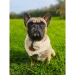 noeud papillon pour chien
