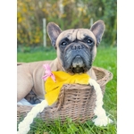 DOUDOU POUSSIN STYLIDOG