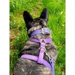 collier biothane pour chien