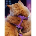 Laisse pour chat Stylicat